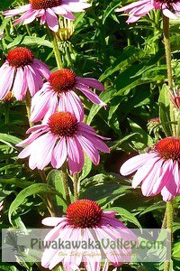 Top ten medicinal herbs that are super easy to grow and use at home