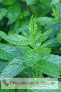 Top ten medicinal herbs that are super easy to grow and use at home