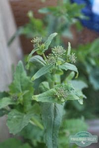 wild brassica - food you can forage in your backyard