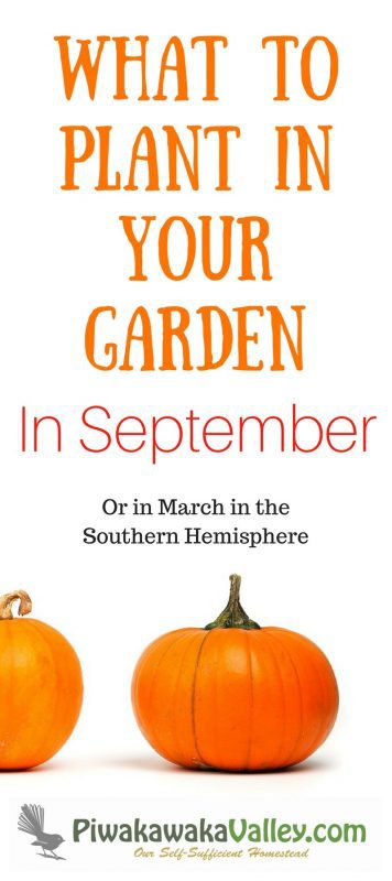 Knowing what to plant in your September garden is very helpful for planning your garden. This is also what people in the Southern hemisphere should plant in March!