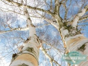 Birch sap - food you can forage in your backyard