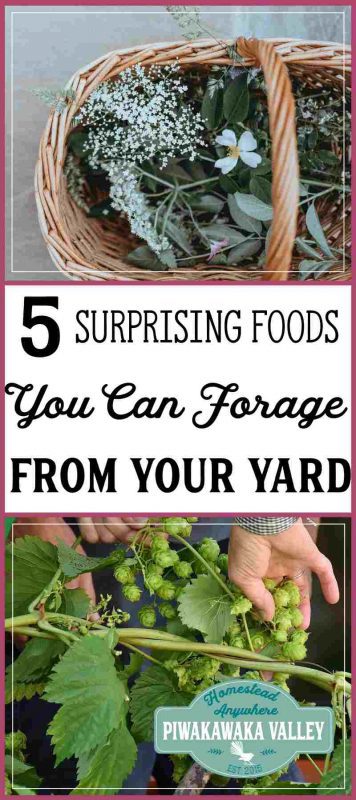 Foraging for food is super satisfying, but these 5 foods you do not have to travel far to find. In fact you can probably forage from your backyard for this list. It might surprise you that you can eat them, but you can, and they are delicious!