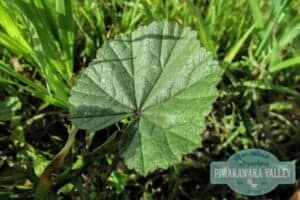 Mallow - food you can forage in your backyard