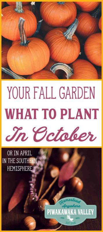 Here is some helpful advice for your garden this fall/autumn. A list of tasks to do and plants you can plant in October in the Northern Hemisphere and April in the Southern Hemisphere in your Fall vegetable garden