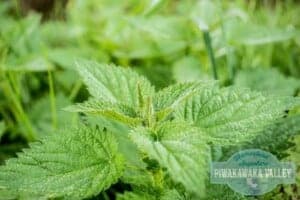 stinging nettle - food you can forage in your backyard
