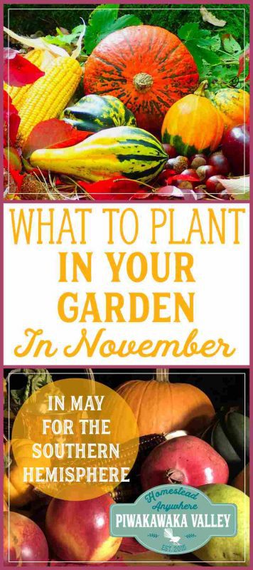 Not sure what to plant in your Fall garden this month? Here is a list of tasks and plants that are suitable for the month of November - or May in the Southern Hemisphere. #vegetablegarden #fallgarden #homesteading 