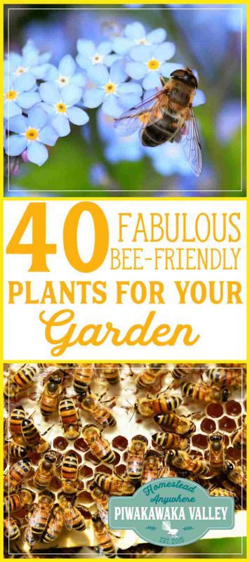 40 Easy to Grow Bee Friendly Plants that Honeybees Love