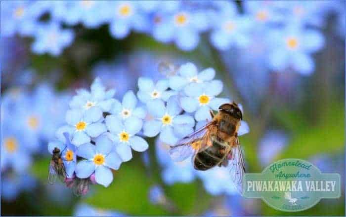 40 Easy to Grow Bee Friendly Plants that Honeybees Love