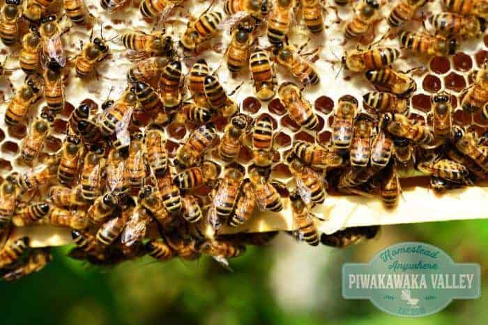 Honey bees are facing extinction. There are some things we can do to help ensure their survival. Having a garden full of bee friendly plants is one of them. Here are 40 fabulous plants to get you started with planing a bee friendly garden. #bees #keepingbees #gardening #sustainability #homesteading