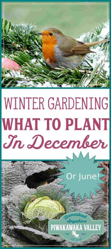 Not sure what to plant in your Winter garden this month? Here is a list of tasks and plants that are suitable for the month of December - or June in the Southern Hemisphere. #vegetablegarden #wintergarden #homesteading 