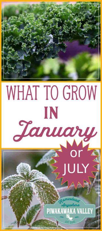 Not sure what to plant in your Winter garden this month? Here is a list of tasks and plants that are suitable for the month of January - or July in the Southern Hemisphere. #vegetablegarden #wintergarden #homesteading 