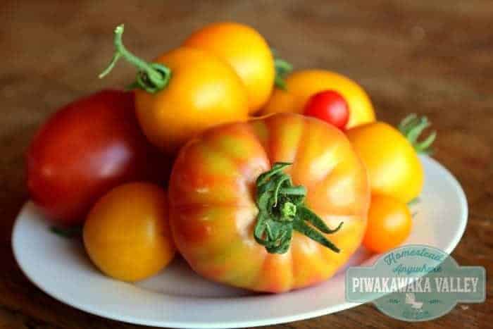 Heirloom tomatoes are hard to tell when they are ripe as they come in such a large range of colors. Here is how to tell if green, yellow, black, pink and red tomatoes are ready to harvest. #tomatoes #growingtomatoes #summerharvest #homestead #gardening #garden #selfsufficiency
