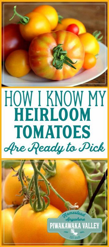 It is hard to tell when heritage tomatoes are ripe as they come in such a large range of colors. Here is how to tell if green, yellow, black, pink and red tomatoes are ready to harvest. #tomatoes #growingtomatoes #summerharvest #homestead #gardening #garden #selfsufficiency