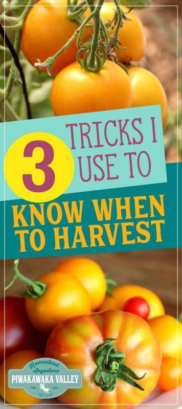 These are the 3 tricks I use for my Heirloom tomatoes to tell when they are ripe as they come in such a large range of colors. Here is how to tell if green, yellow, black, pink and red tomatoes are ready to harvest. #tomatoes #growingtomatoes #summerharvest #homestead #gardening #garden #selfsufficiency