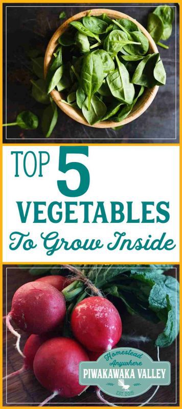 I seriously miss fresh vegetables over the winter. Here are 5 plants that grow really well indoors over winter. #garden #vegetablegarden #growinginpots #homesteadanywhere grow vegetables inside