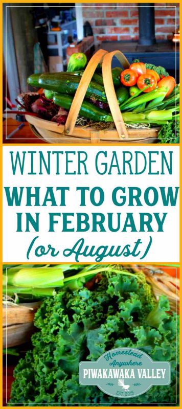 Knowing what to grow in your winter vegetable garden is tricky. Here is a list of plants in your USDA Zone that you can plant in February (or July)