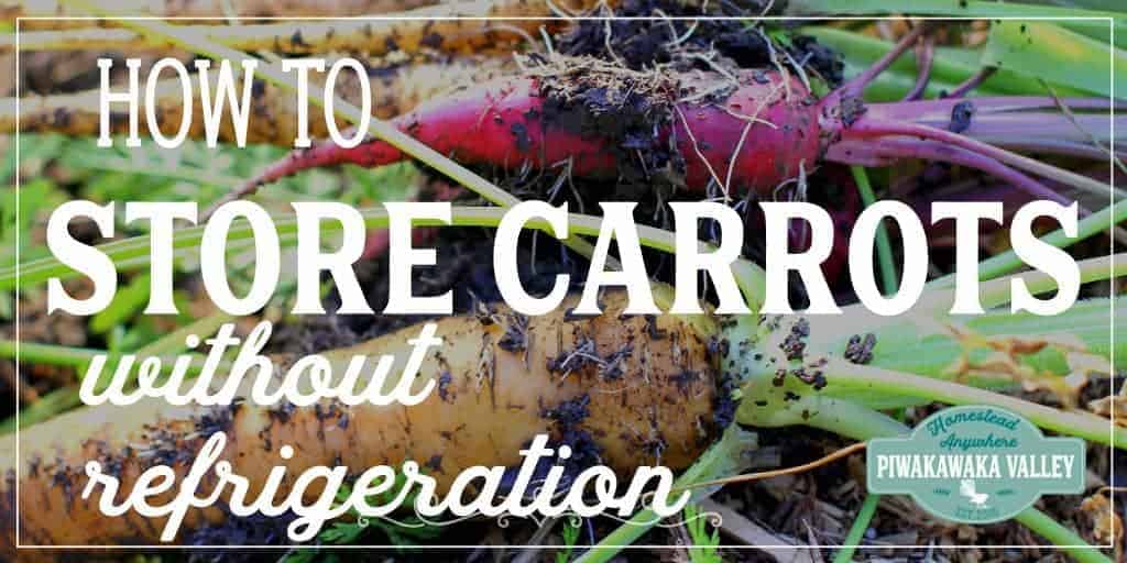 Have you got a bumper carrot harvest and need tips on storing your root vegetables over winter without the refrigerator? Here are several ways to store carrots, beets, turnips after harvest. #piwakawakavalley #storingtheharvest #foodpreservation #rootcellar #carrots #beets