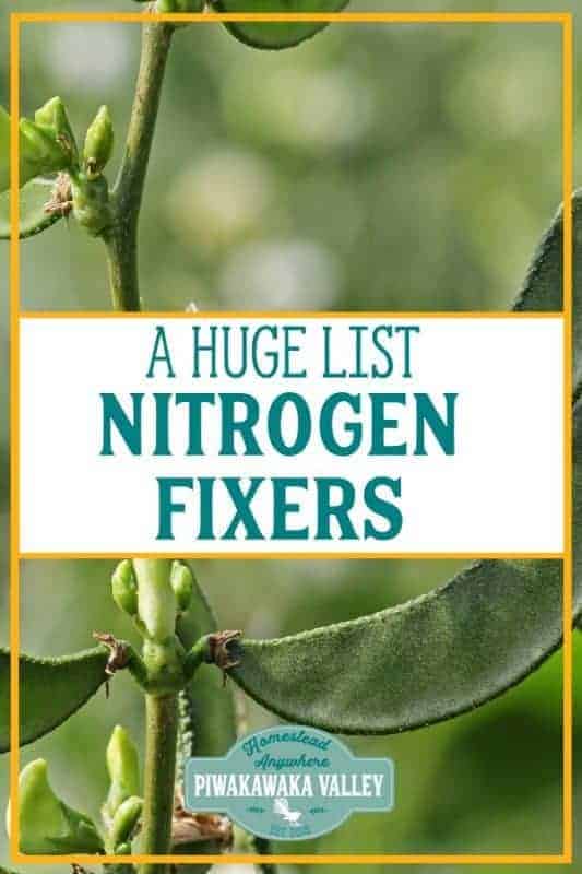 Do you want to grow an amazing garden? check out this big list of nitrogen fixing plants for your garden #piwakawakavalley #permaculture #foodforest #gardenplanning #growingfood #orchard #foodforest #growfoodnotlawns