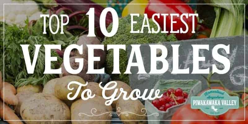 Are you a beginner gardener? Here are 10 of the easiest vegetables for beginners to grow in their garden. #vegetablegarden #Beginnergardening #piwakawakavalley