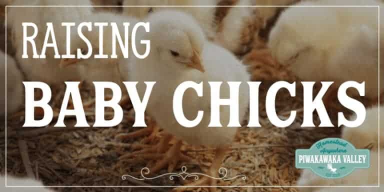 Ultimate Guide to Feeding Chickens: What can chickens eat list