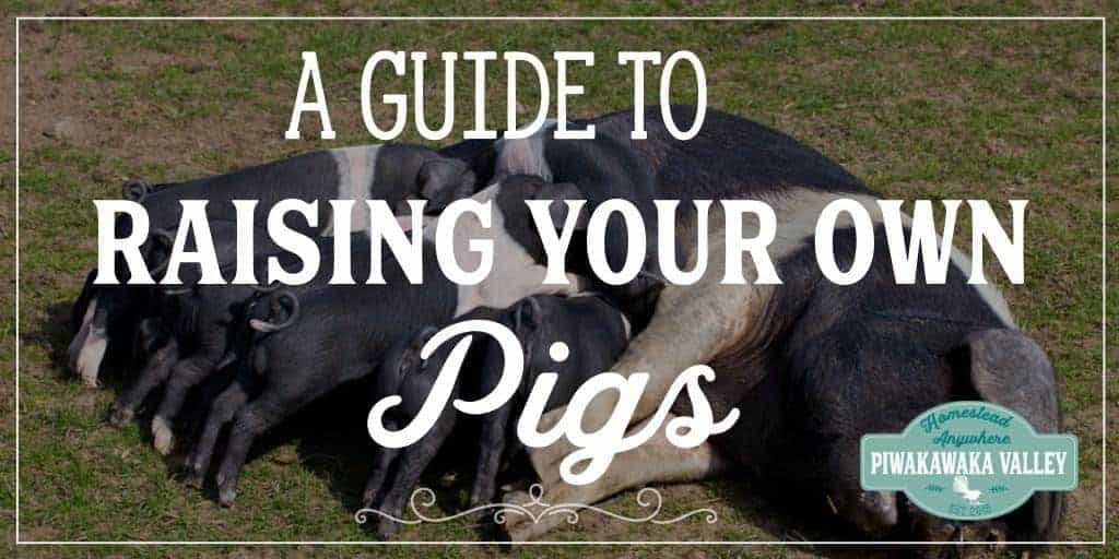 Raising your own pork is an affordable option to get freerange pork. Here is a guide to choosing and raising heritage pork. #pigs #pork #raisingpigs #piwakawakavalley