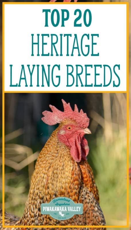 Choosing the right egg laying chicken breeds for your backyard is an overwhelming task. There are literally hundreds of chicken breeds available and they all lay eggs. When you are looking for a hen that lays lots of eggs, you need a layer breed rather than a meat or dual purpose breed. Here are the top 20 best heritage chicken breeds for egg laying.