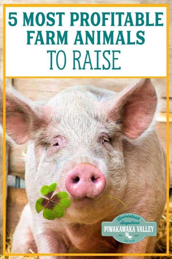 Raising animals for profit is a great way to make money on a farm or homesteading. Financical independence is possible when you choose the top 5 animals to raise for profit. #homesteading #piwakawakavalley