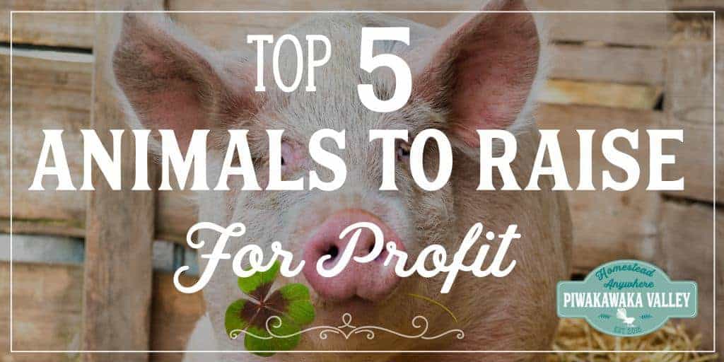Raising animals for profit is a great way to make money on a farm or homesteading. Financical independence is possible when you choose the top 5 animals to raise for profit. #homesteading #piwakawakavalley