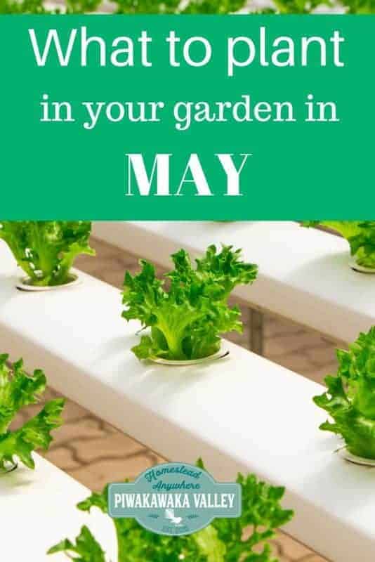 WHat to grow in your garden in early spring - may in the northern hemisphere or September in the southern hemisphere. #piwakawakavalley