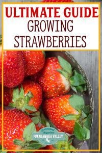 The ultimate guide to growing strawberries at home #piwakawakavalley