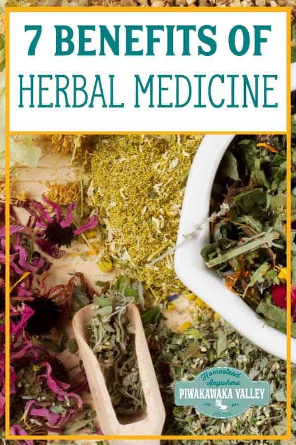 Herbal medicine is the foundation of almost all of our modern medicines, and when practised wisely by a skilled practitioner, it can be just as effective, if not more so.  There are many benefits of herbal medicine, here we will explore the top 7 benefits of using home remedies, as well as some of the risks associated with using traditional herbal medicines. #naturalremedies #herbalmedicine #piwakawakavalley