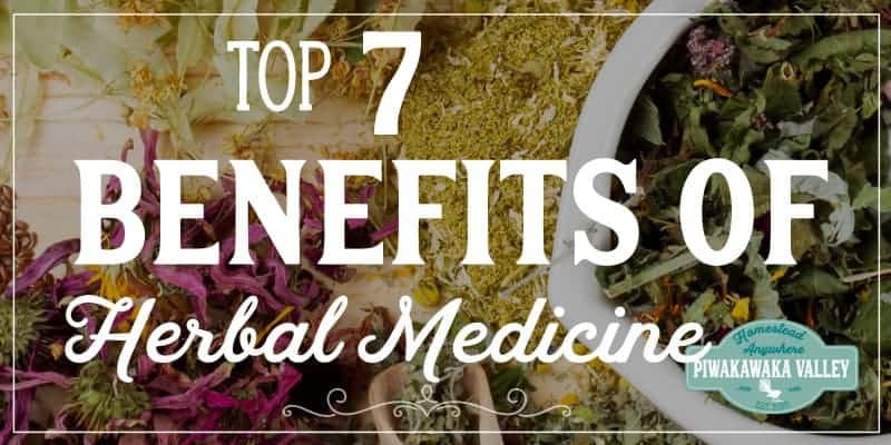 Herbal medicine is the foundation of almost all of our modern medicines, and when practised wisely by a skilled practitioner, it can be just as effective, if not more so.  There are many benefits of herbal medicine, here we will explore the top 7 benefits of using home remedies, as well as some of the risks associated with using traditional herbal medicines. #naturalremedies #herbalmedicine #piwakawakavalley
