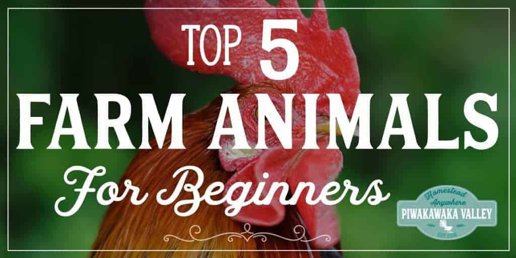 if you are starting a homestead, or want to raise animals these are the best easy animals for beginners to raise in your backyard or on a smallholding or farm. #homesteading #farmlife #piwakawakavalley