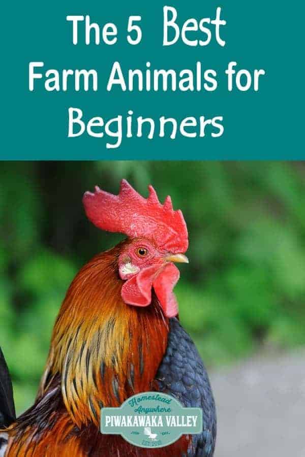 the-5-best-farm-animals-for-beginners-to-raise