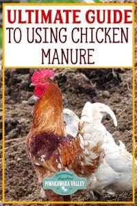 Chicken manure is a great resource when you know what to do with it. A chicken can produce an amazing amount of manure in a year! It can be great for the garden if you treat it properly first #piwakawakavalley