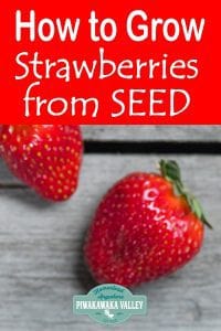 How to grow strawberries from seed for a big harvest. Not all strawberry varieties grow from seed, but find out how to do this here #piwakawakavalley