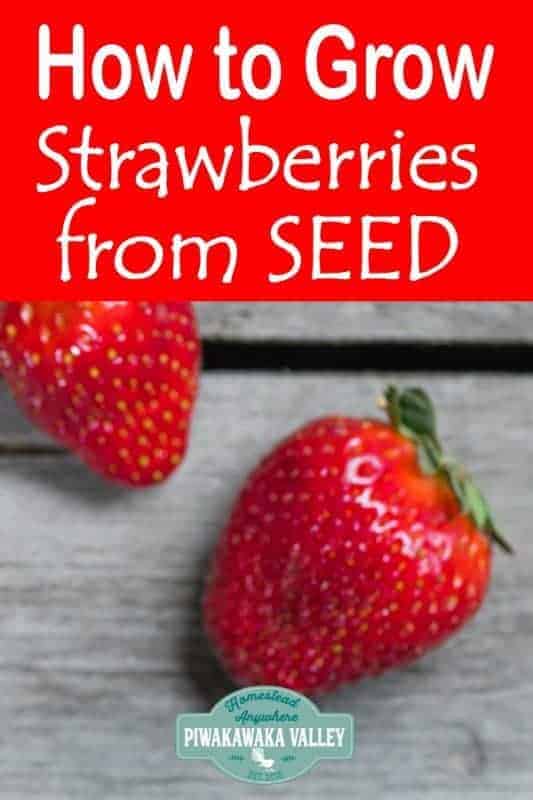 The Ultimate guide to Growing Strawberries How to grow strawberries