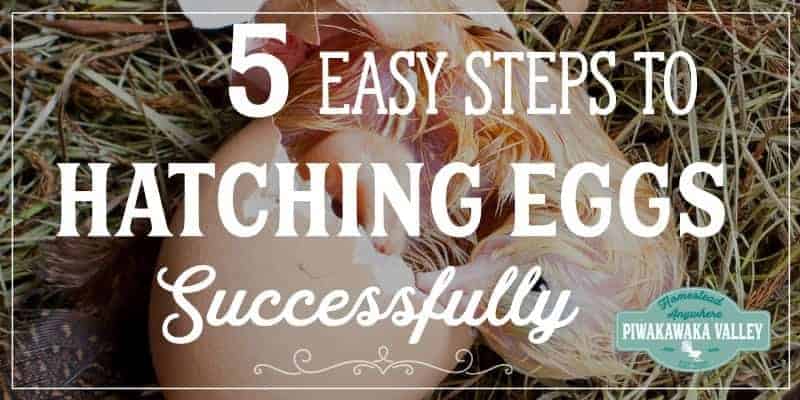 How to hatch chicken eggs successfully with an egg incubator in 5 easy steps. #raisingchickens #backyardchickens #piwakawakavalley