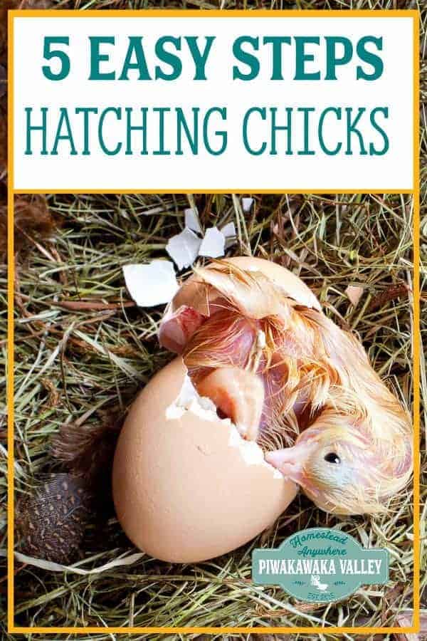 temperature for hatching chicken eggs