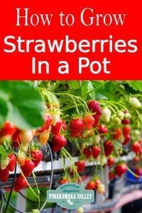 How to successfully grow strawberries in a pot. Containers are a great way to grow strawberries, no matter where you live #piwakawakavalley