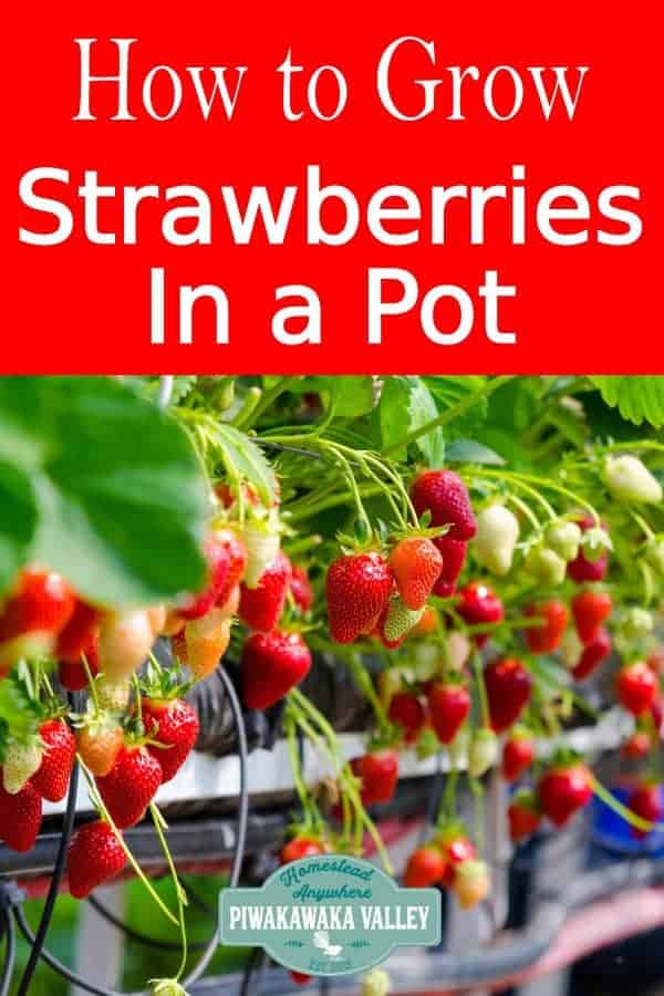 The Ultimate guide to Growing Strawberries How to grow strawberries