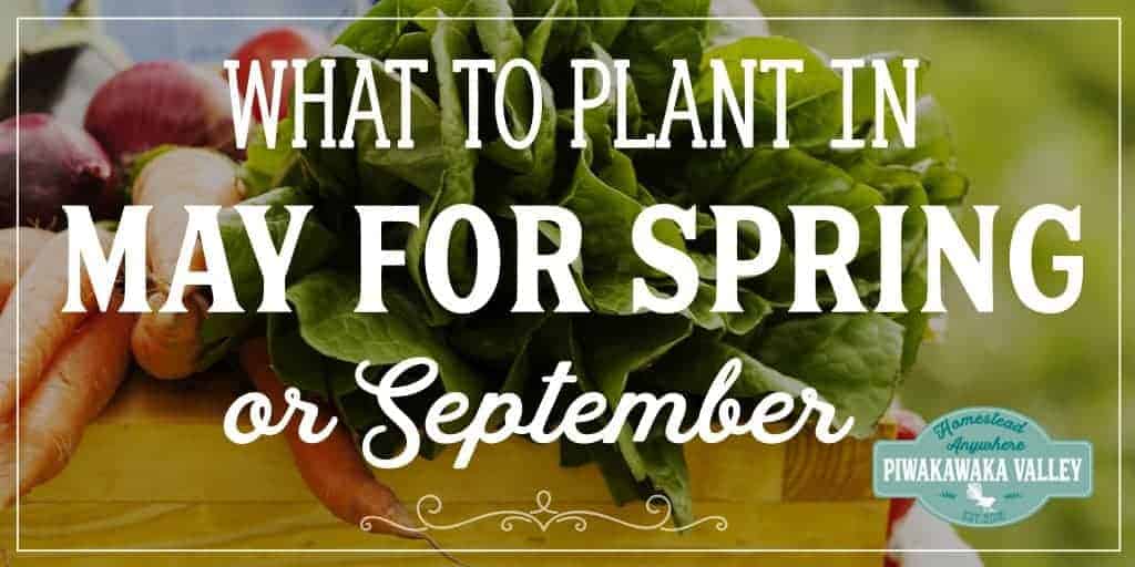 WHat to grow in your garden in early spring - may in the northern hemisphere or September in the southern hemisphere. #piwakawakavalley
