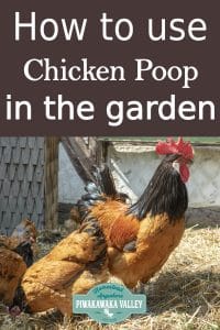 How To Use Chicken Poop In Your Garden How To Use Chicken Poop In Your Garden
