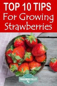 Here are the top 10 tips for growing strawberries at home in your backyard in pots or in a garden plot #piwakawakavalley