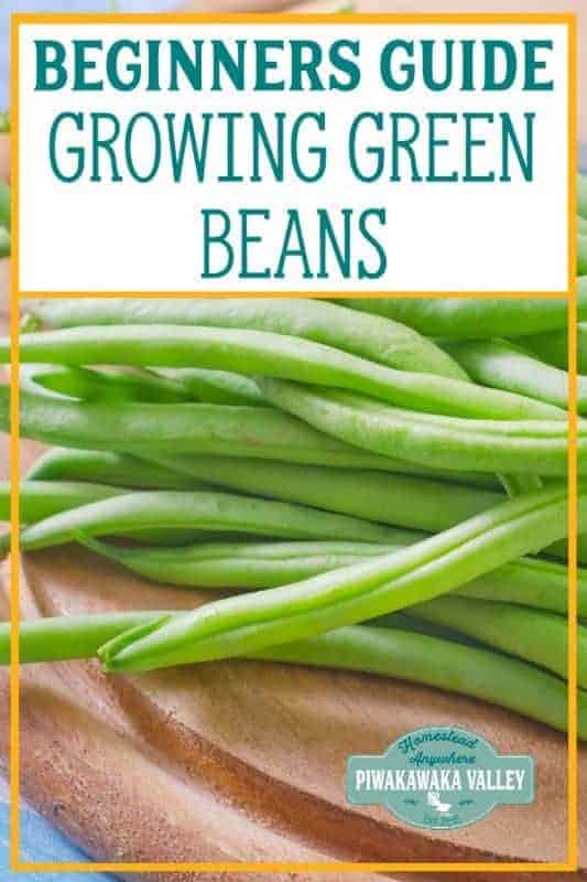 Here is the information you have been looking for! How to grow green beans, what is the difference between green beans and scarlet runner beans and are beans a good plant for beginner gardeners? Check out these helpful tips to get you started #vegetablegarden #getgrowing #piwakawakavalley