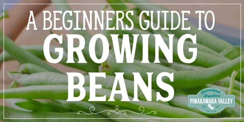Here is the information you have been looking for! How to grow green beans, what is the difference between green beans and scarlet runner beans and are beans a good plant for beginner gardeners? Check out these helpful tips to get you started #vegetablegarden #getgrowing #piwakawakavalley