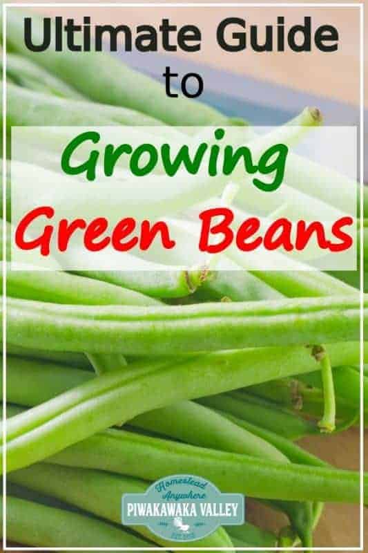 Here is the information you have been looking for! How to grow green beans, what is the difference between green beans and scarlet runner beans and are beans a good plant for beginner gardeners? Check out these helpful tips to get you started #vegetablegarden #getgrowing #piwakawakavalley