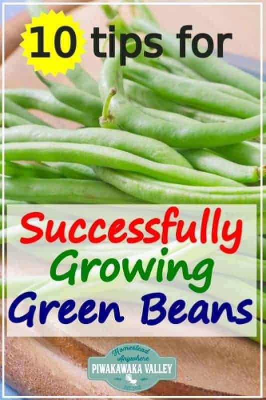 Tips for growing beans: A Beginners Guide to Growing Beans in the ...