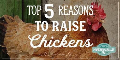 Top 5 reasons that you should keep chickens in your backyard. Chickens make a great addition to your homestead, even if you live in the city or on an urban homestead. Keeping chickens is easy and great if you are interested in self sufficiency and permaculture! #backyardchickens #piwakawakavalley