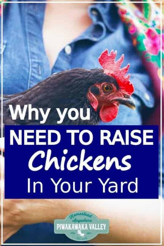 5 Top Reasons You Should Keep Chickens Why Owning Chickens is GREAT